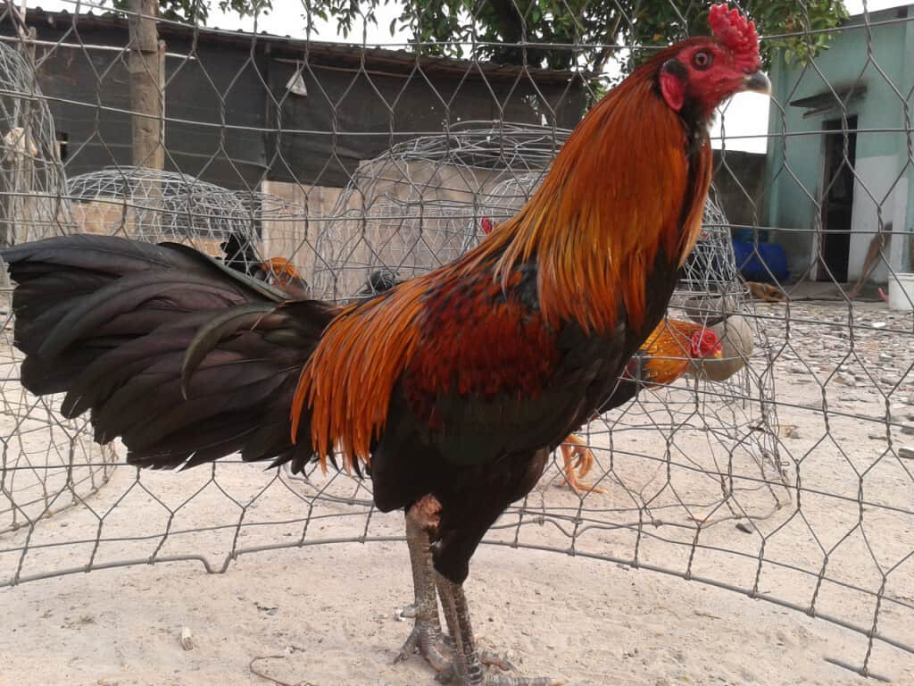 Tổng hợp cách ghép gà chọi đá đúng chuẩn kỹ thuật từ SV66 7 Các cách ghép gà chọi đá khác để lai tạo thành công gà chọi đá chất lượng