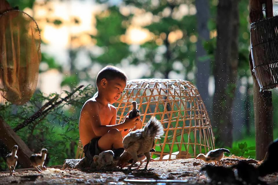 Cách tắm gà tre đá - Tổng hợp các cách tắm sư kê hay áp dụng 3 Những câu hỏi thường gặp về cách tắm gà tre đá