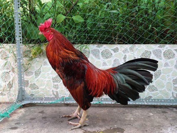 Mách bạn cách đúc gà đá theo màu lông chuẩn, hiệu quả nhất 6 Hướng dẫn cách đúc gà đá theo màu lông