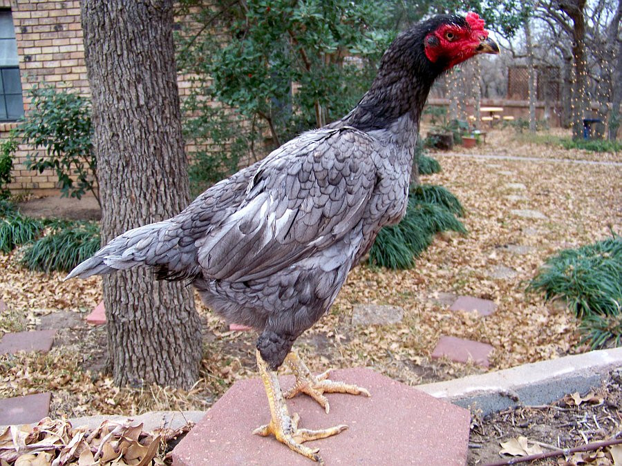 Mách bạn cách đúc gà đá theo màu lông chuẩn, hiệu quả nhất 7 Một số câu hỏi liên quan đến việc đúc gà đá theo màu lông