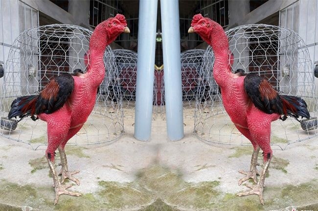 Hướng dẫn cách làm rượu nghệ bóp gà đá hiệu quả nhất 6 Tại sao cần om bóp rượu nghệ cho gà đá?