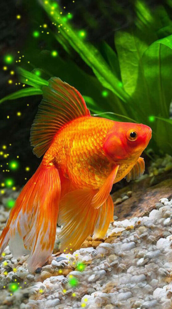 Nằm mơ thấy cá là điềm báo gì? Đánh lô số mấy? 5 Luận giải chi tiết ý nghĩa khi nằm mơ thấy cá