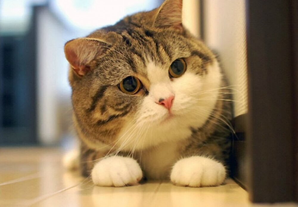 Nằm mơ thấy mèo mang lại điềm lành hay dữ? 5 Ngủ mơ thấy bị mèo cào