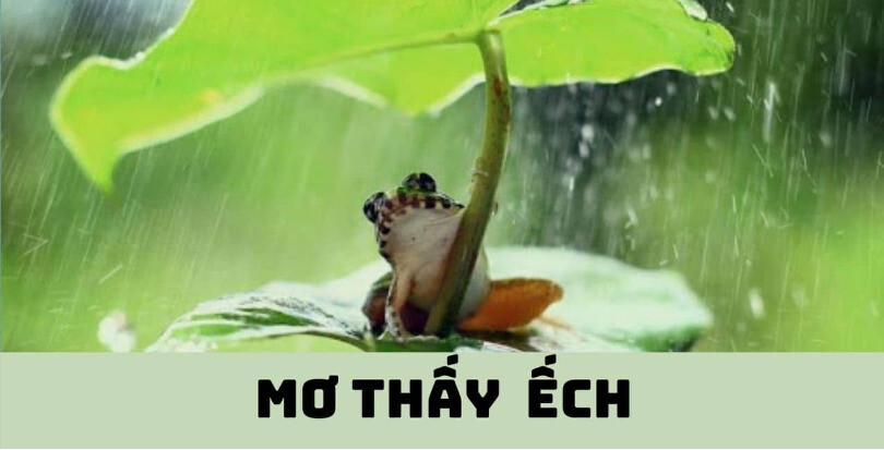 Giải mã giấc mơ thấy ếch cùng nhiều điềm báo tốt - xấu khác nhau 7 Image 5