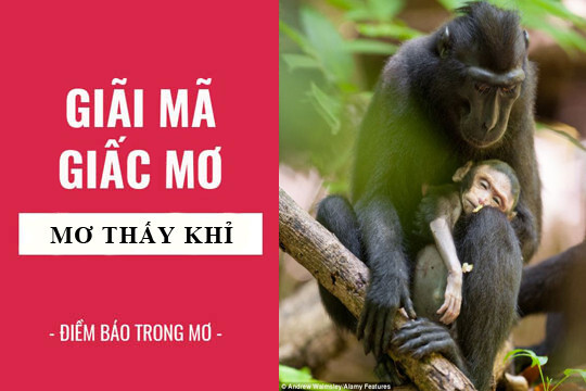 Giải mã nằm mơ thấy khỉ chuẩn xác nhất hiện nay 6 Điềm báo nằm mơ thấy khỉ là gì?