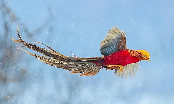 Mơ bắt được chim đánh con gì trúng lớn? 9 Mơ bắt được chim phượng hoàng