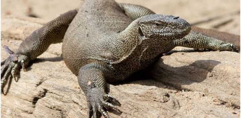 Nằm mơ thấy kỳ đà nên đánh con gì để trúng lớn? 8 Nằm mơ thấy ăn thịt kỳ đà