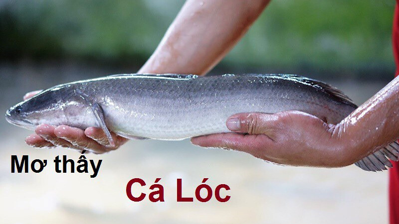 Nằm mơ thấy cá lóc nên đánh số mấy theo SV66 7 Mộng về thấy xuất hiện nhiều cá lóc