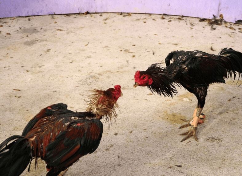 Quy trình huấn luyện gà đá chi tiết các bước bạn nên biết 10 Image