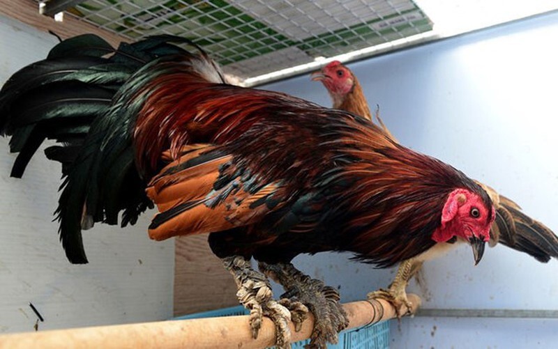 Giống gà chọi vảy rồng và những điều hữu ích bạn nên biết 8 Hướng dẫn chọn gà đá vảy rồng chuẩn