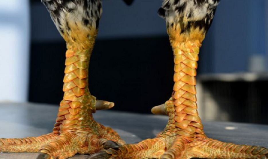 Giống gà chọi vảy rồng và những điều hữu ích bạn nên biết 7 Phân loại các giống gà chọi vảy rồng phổ biến hiện nay