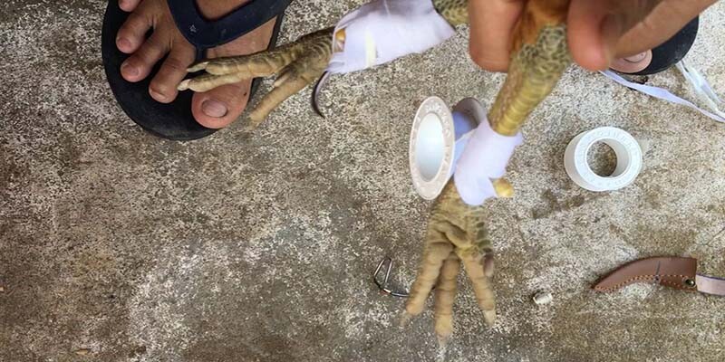 Hướng dẫn lên cựa gà chuẩn cho dân đá gà chuyên nghiệp 10 Trình độ và kỹ thuật của người lên cựa cực kỳ quan trọng