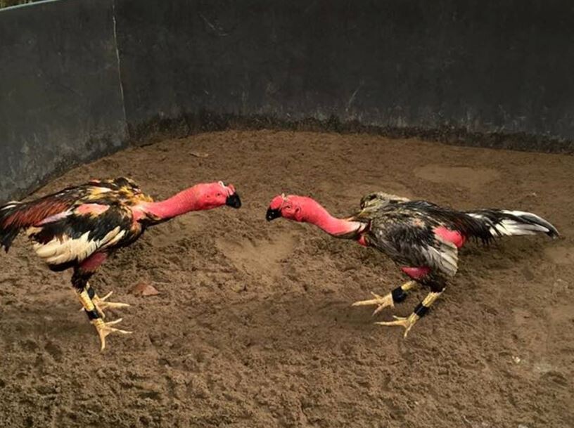 Quy trình huấn luyện gà đá chi tiết các bước bạn nên biết 11 Lưu ý khi thực hiện quy trình đào tạo gà chiến